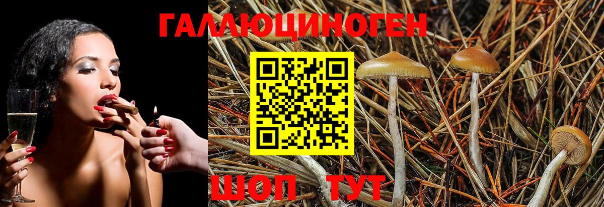 Галлюциногенные грибы Psilocybine cubensis Назарово